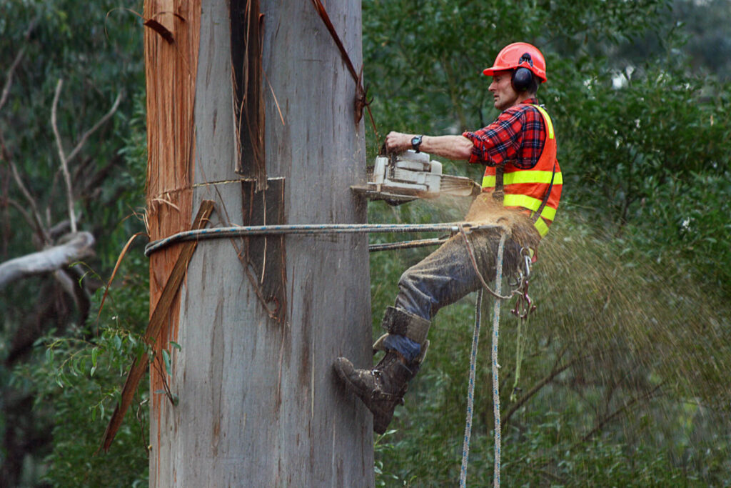 Right Arborist for Tree Removal