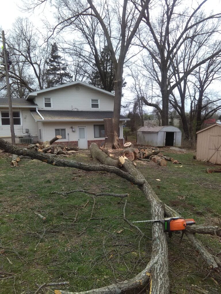 tree pruning service